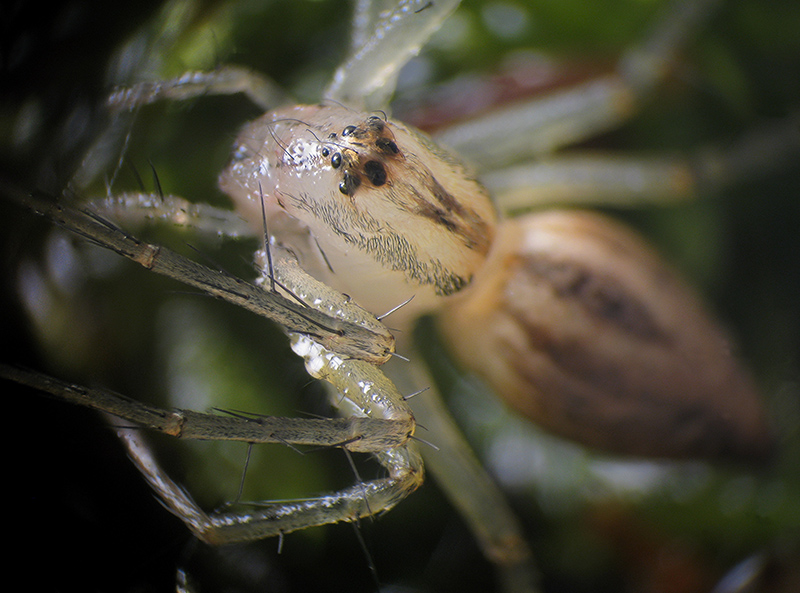 Oxyopes?